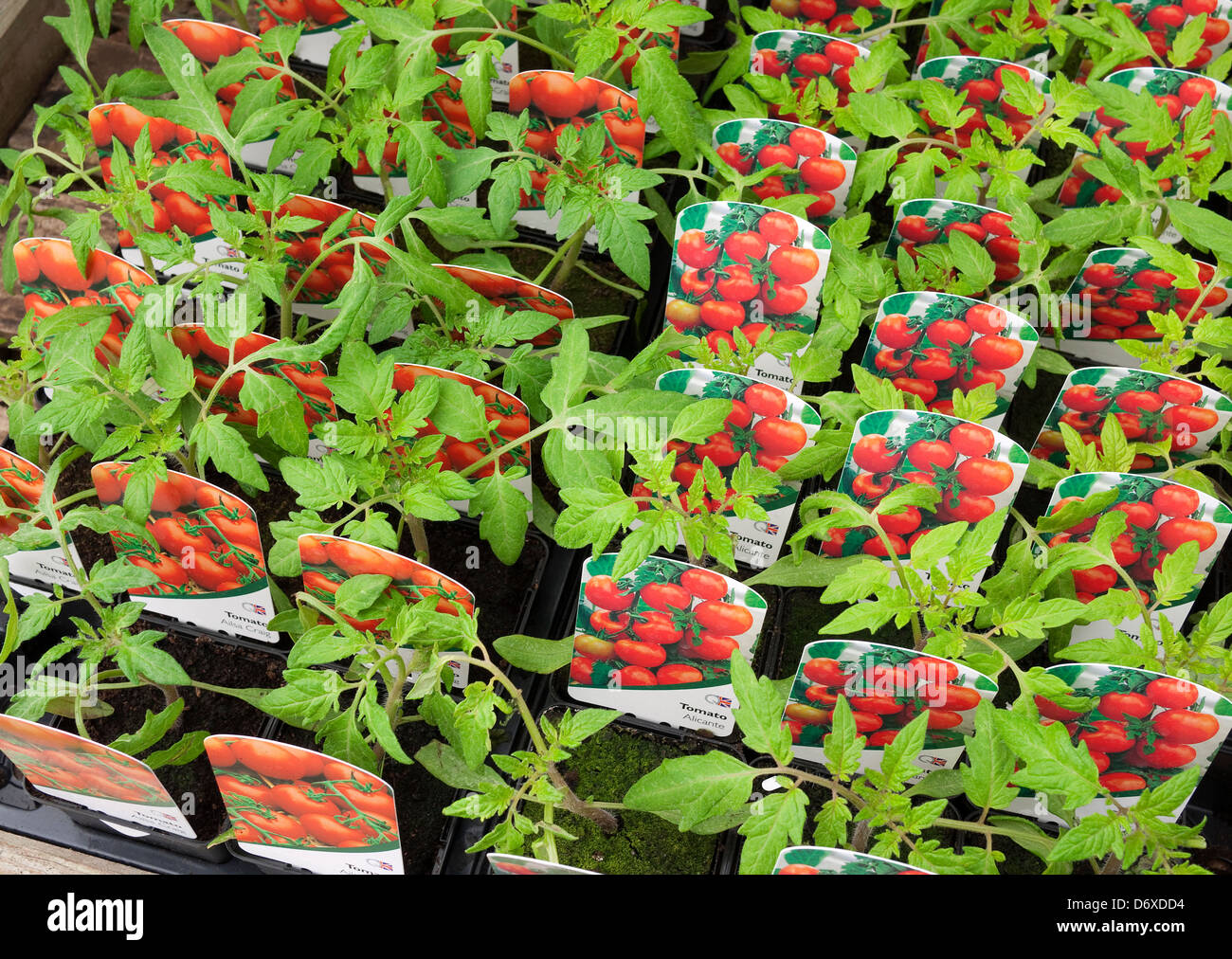 Le piante di pomodoro in vivaio Foto Stock