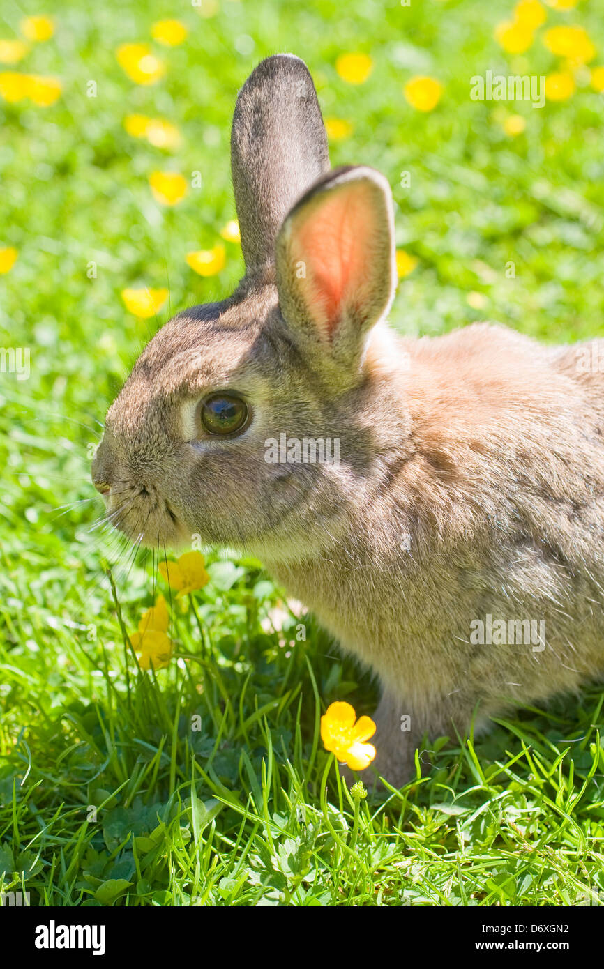 Una croce allevati selvatici e domestici coniglio su un prato con renoncules Foto Stock
