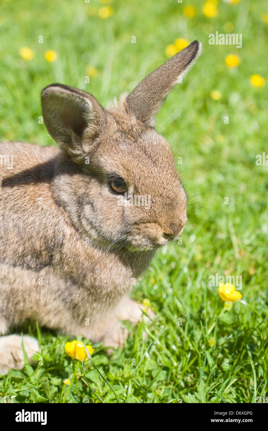 Una croce allevati selvatici e domestici coniglio su un prato con renoncules Foto Stock