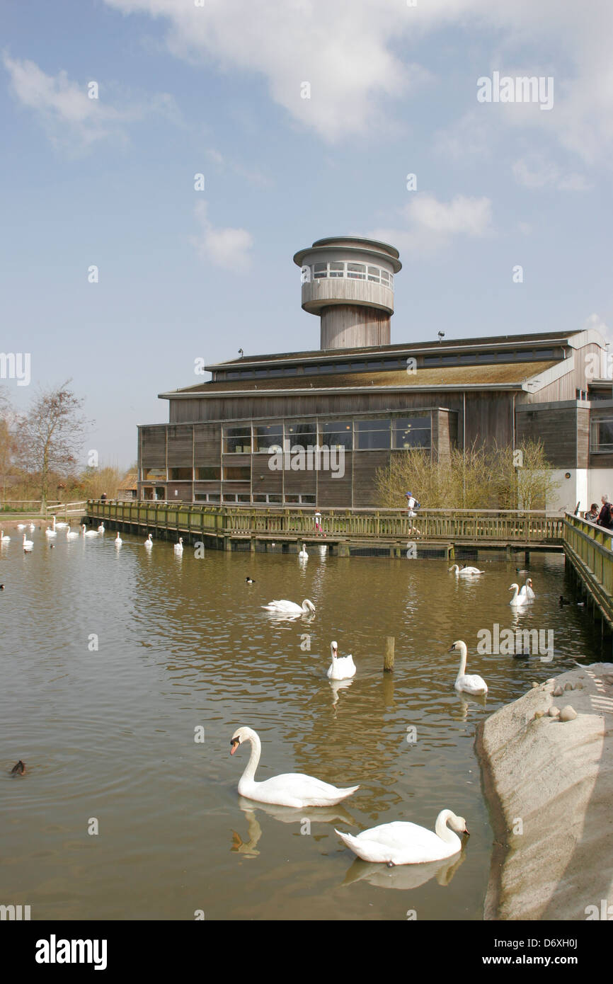 Piscina Swan Wetlands Centre Slimbridge Gloucestershire England Regno Unito Foto Stock