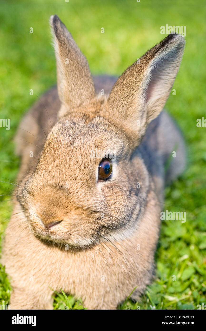 Una croce allevati selvatici e domestici coniglio su un prato Foto Stock