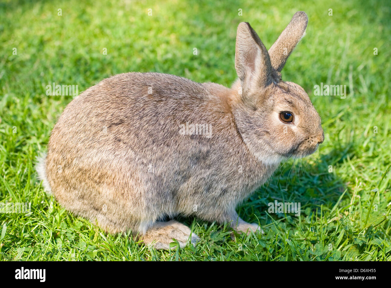Una croce allevati selvatici e domestici coniglio su un prato Foto Stock