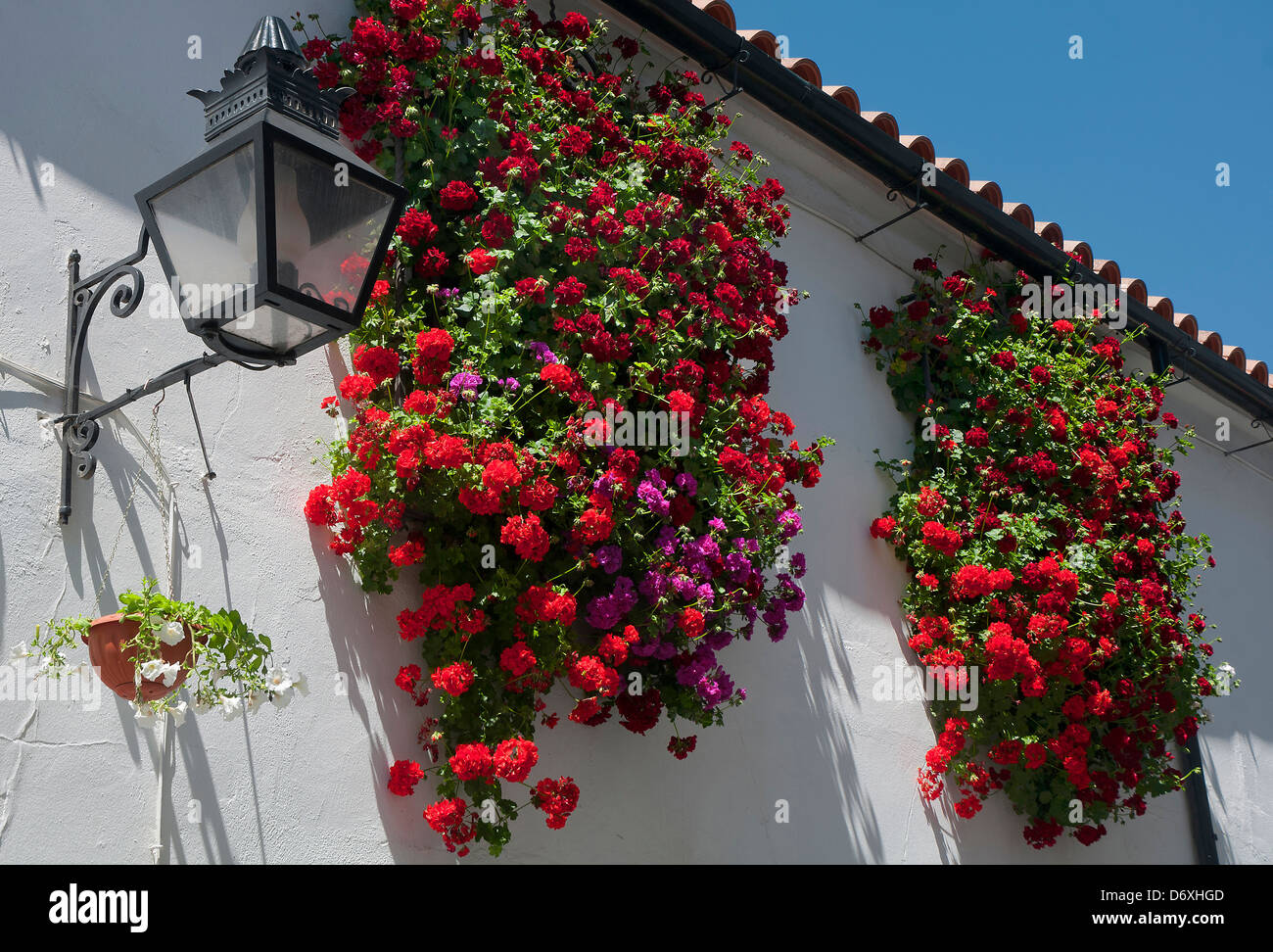 Windows e fiori, Cordoba, regione dell'Andalusia, Spagna, Europa Foto Stock