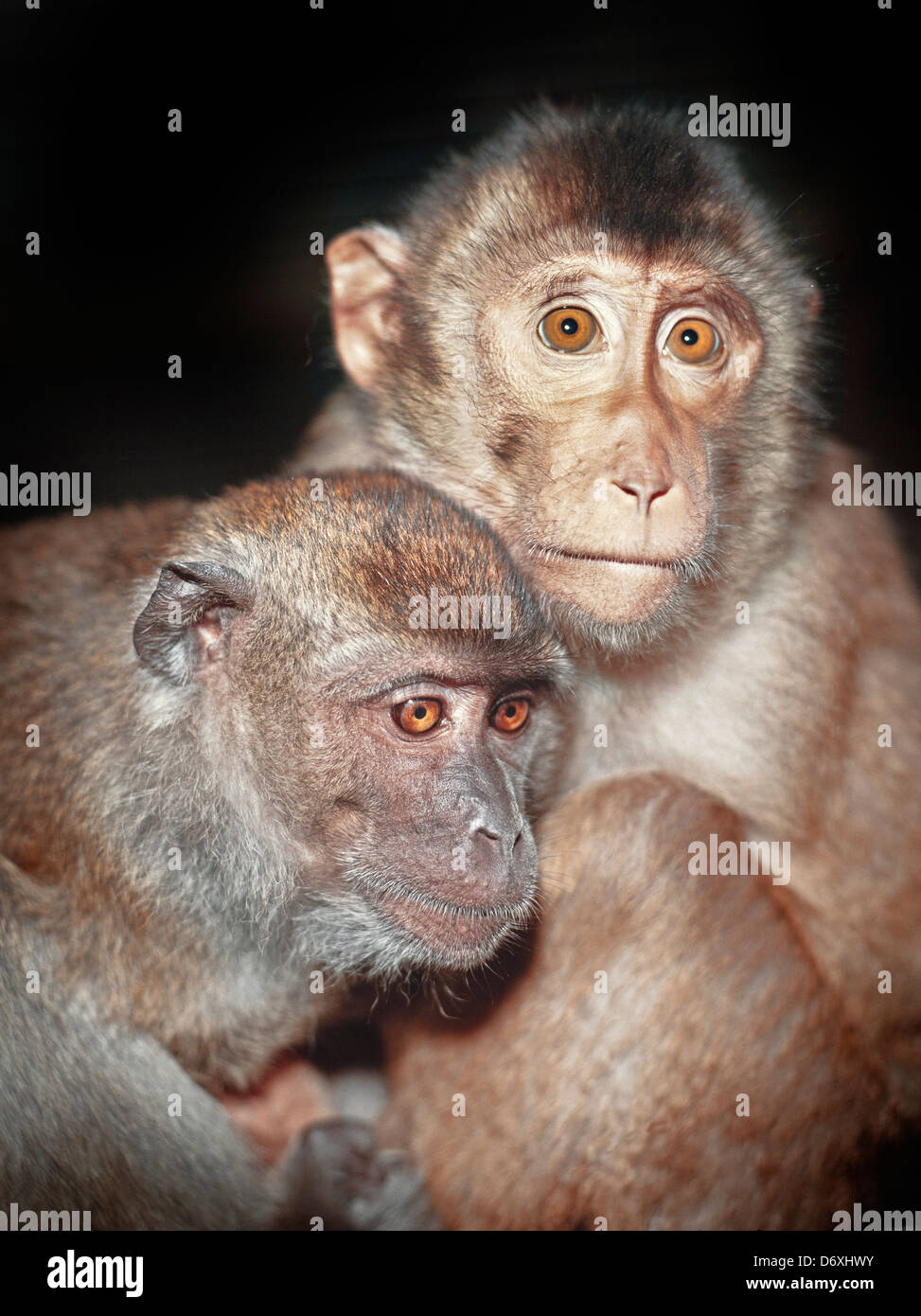 Macaco Rhesus, macaca mulatta, scimmia Foto Stock
