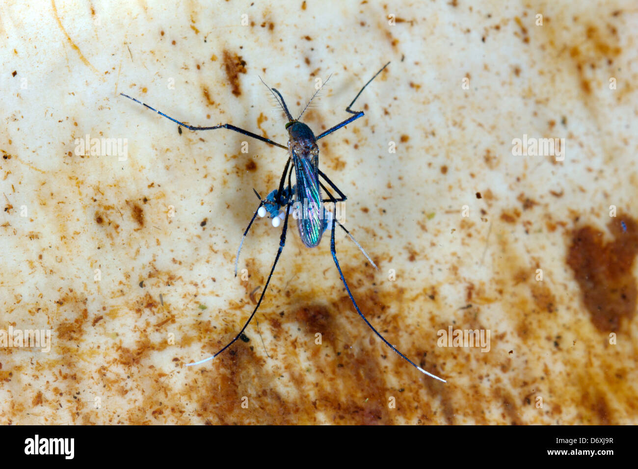 Zanzara tropicale sulla superficie di un pool meditabondo una zattera di uova, Ecuador Foto Stock
