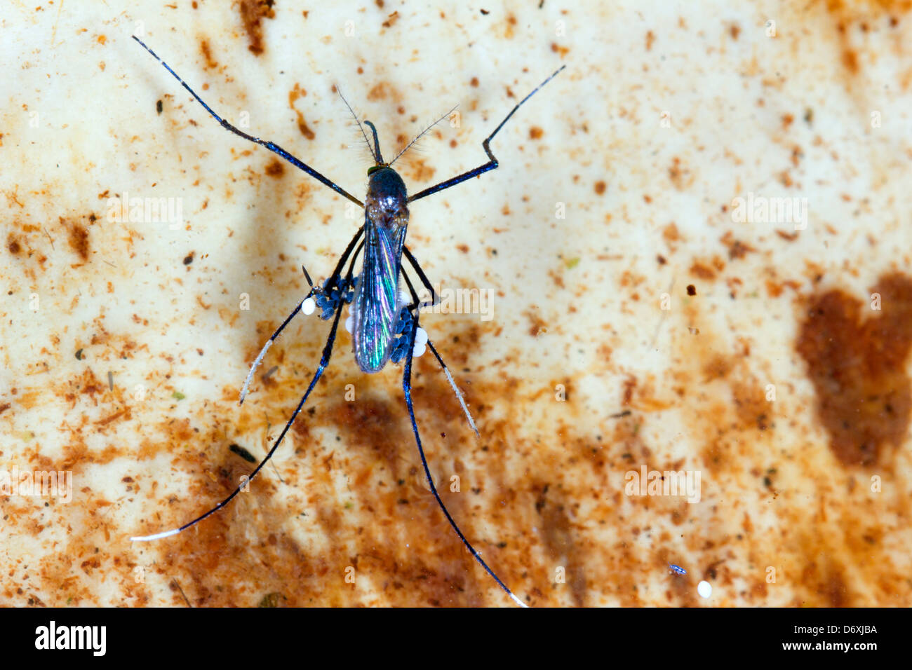 Zanzara tropicale sulla superficie di un pool meditabondo una zattera di uova, Ecuador Foto Stock