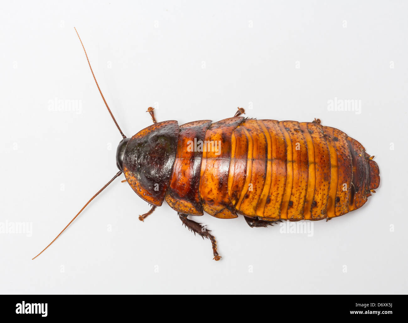 Madagascar scarafaggio - Gromphadorhima portentosa - Madagascan gigante scarafaggio sibilante o Hisser Foto Stock