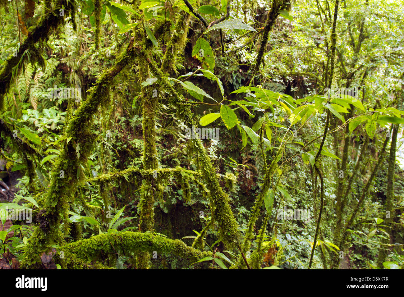 Interno del mossy cloudforest nelle Ande, Ecuador Foto Stock