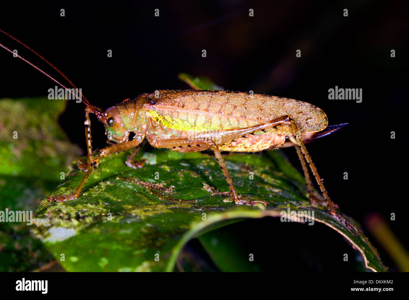 Boccola grande cricket nella foresta pluviale, Ecuador Foto Stock