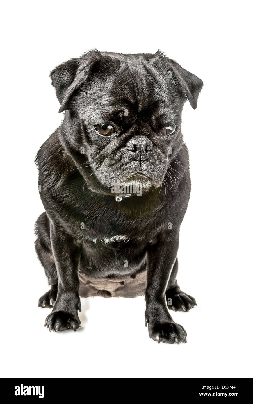 Black pug, seduta con un aspetto triste Foto Stock