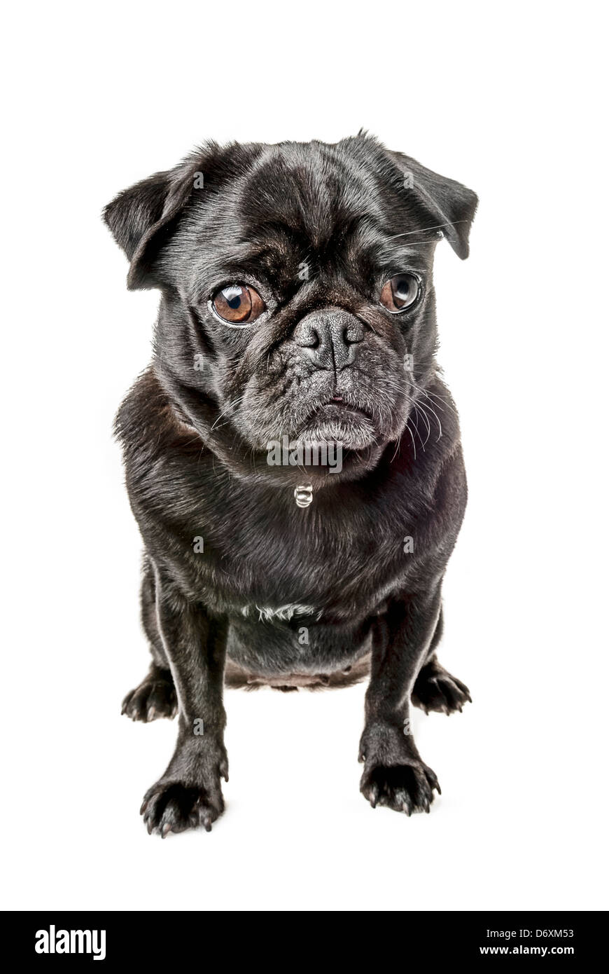 Black pug, seduta Foto Stock