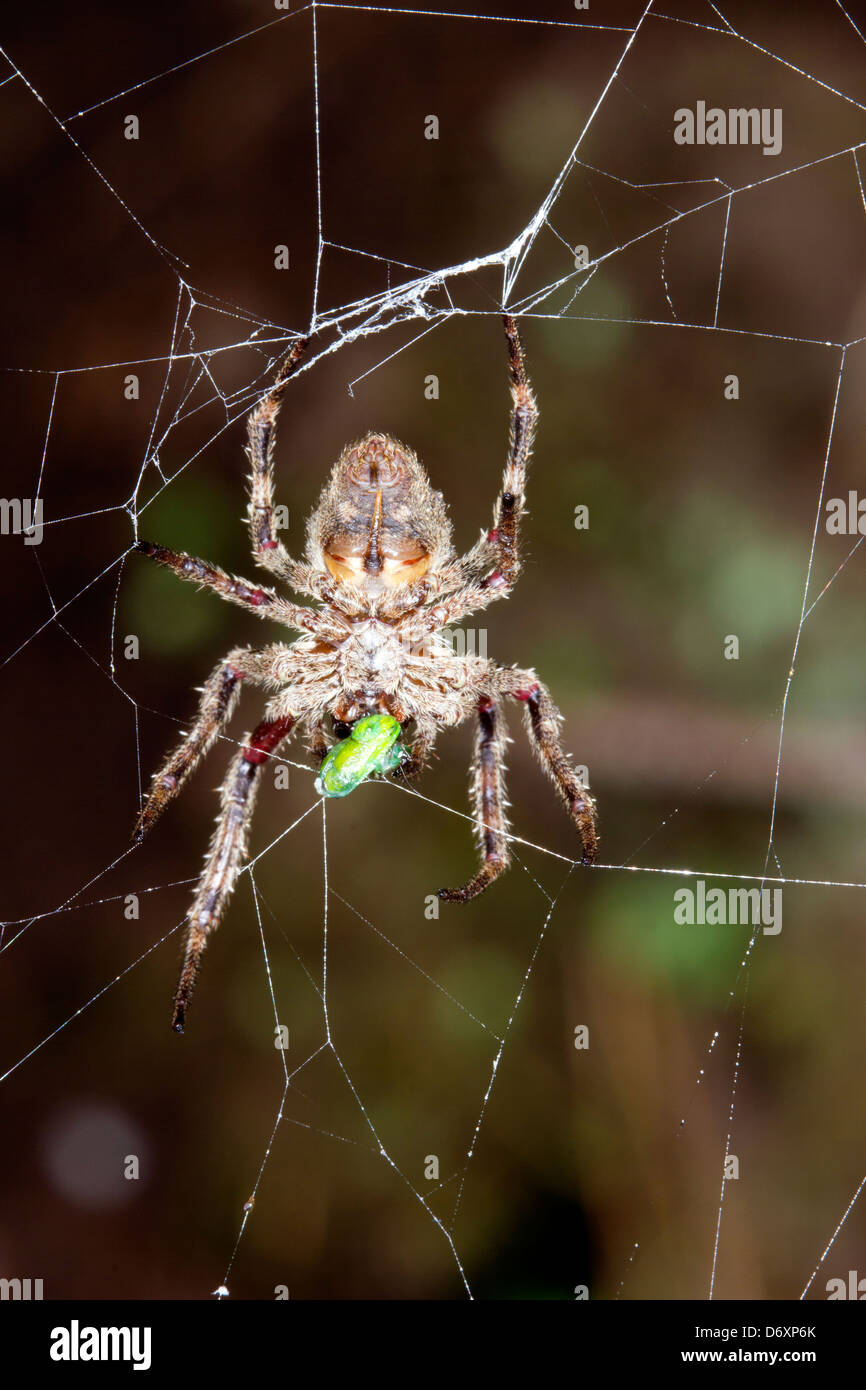 Orb amazzonica-web spider mangiare un insetto Foto Stock