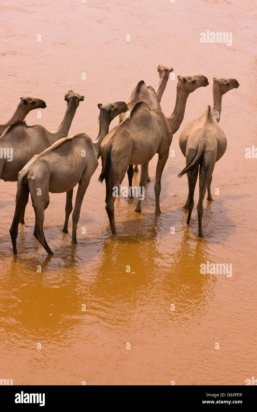 Cammelli in acqua, Kenya Foto Stock