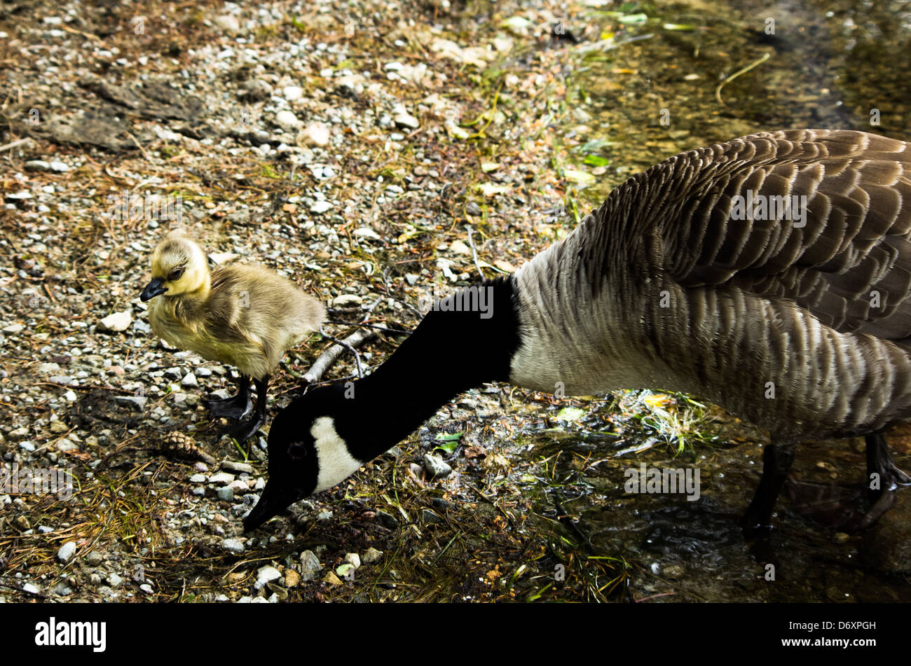 Canada Goose e chick anatroccolo su una riva sassosa. Foto Stock