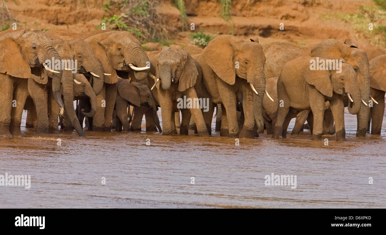 Una mandria di elefanti, Samburu, Kenya Foto Stock