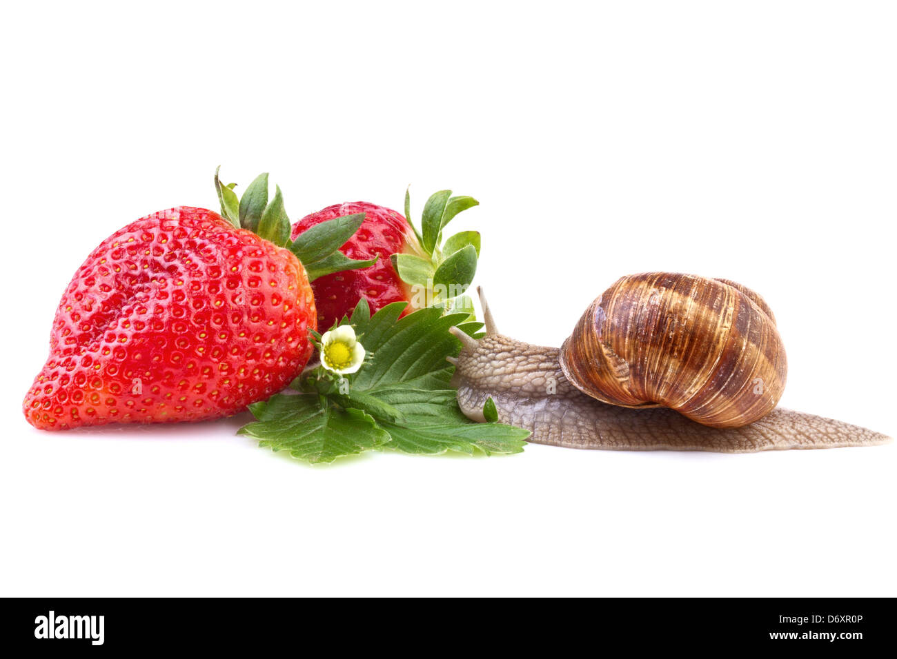 Snail creeping sulle fragole mature Foto Stock