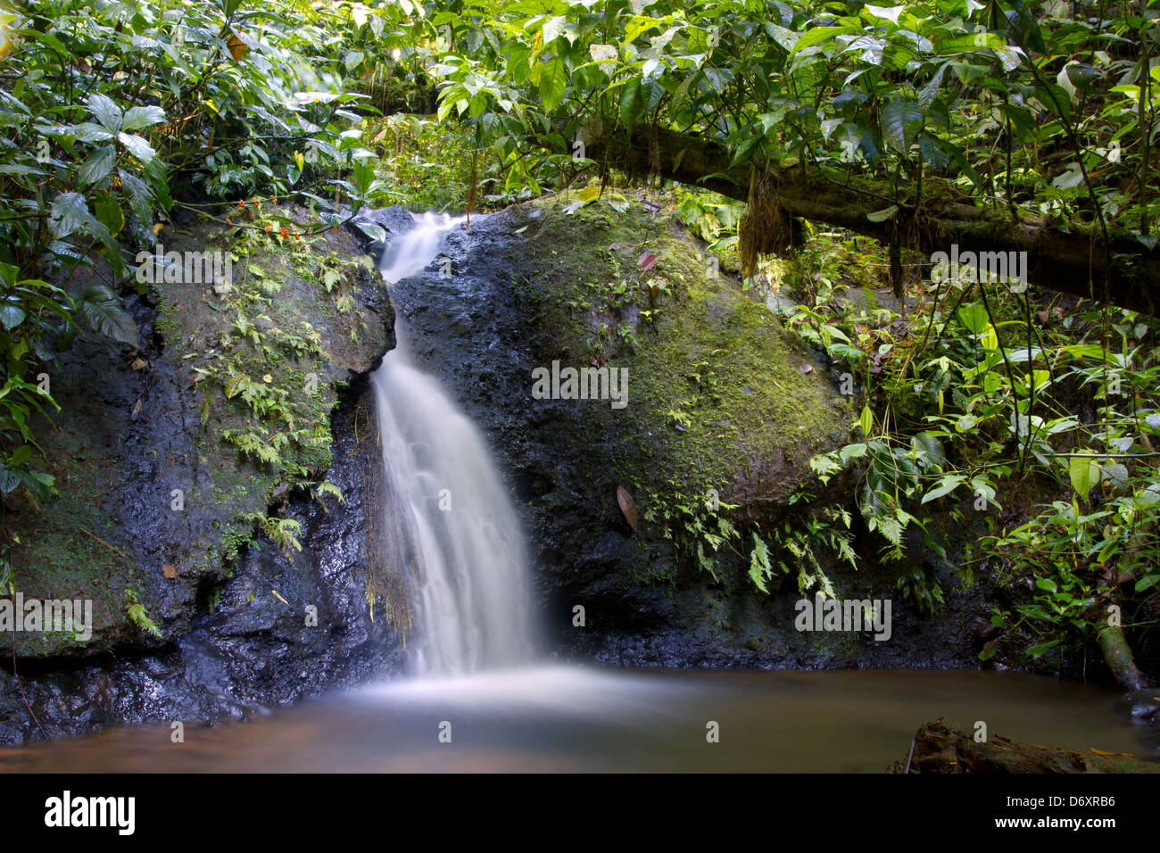 Una piccola cascata e flusso nella foresta pluviale tropicale in Amazzonia ecuadoriana Foto Stock