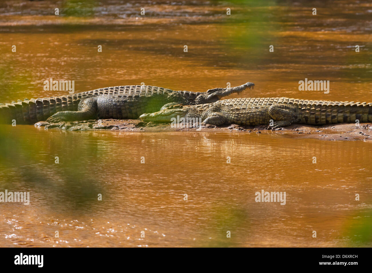 Coccodrilli nel fiume, Samburu, Kenya Foto Stock