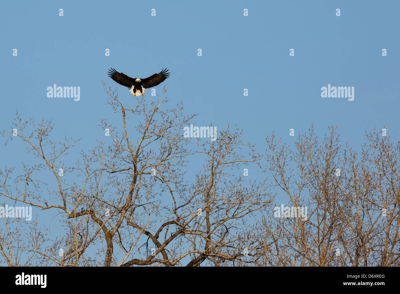 Un aquila calva scendere su un albero, tardo inverno. Foto Stock