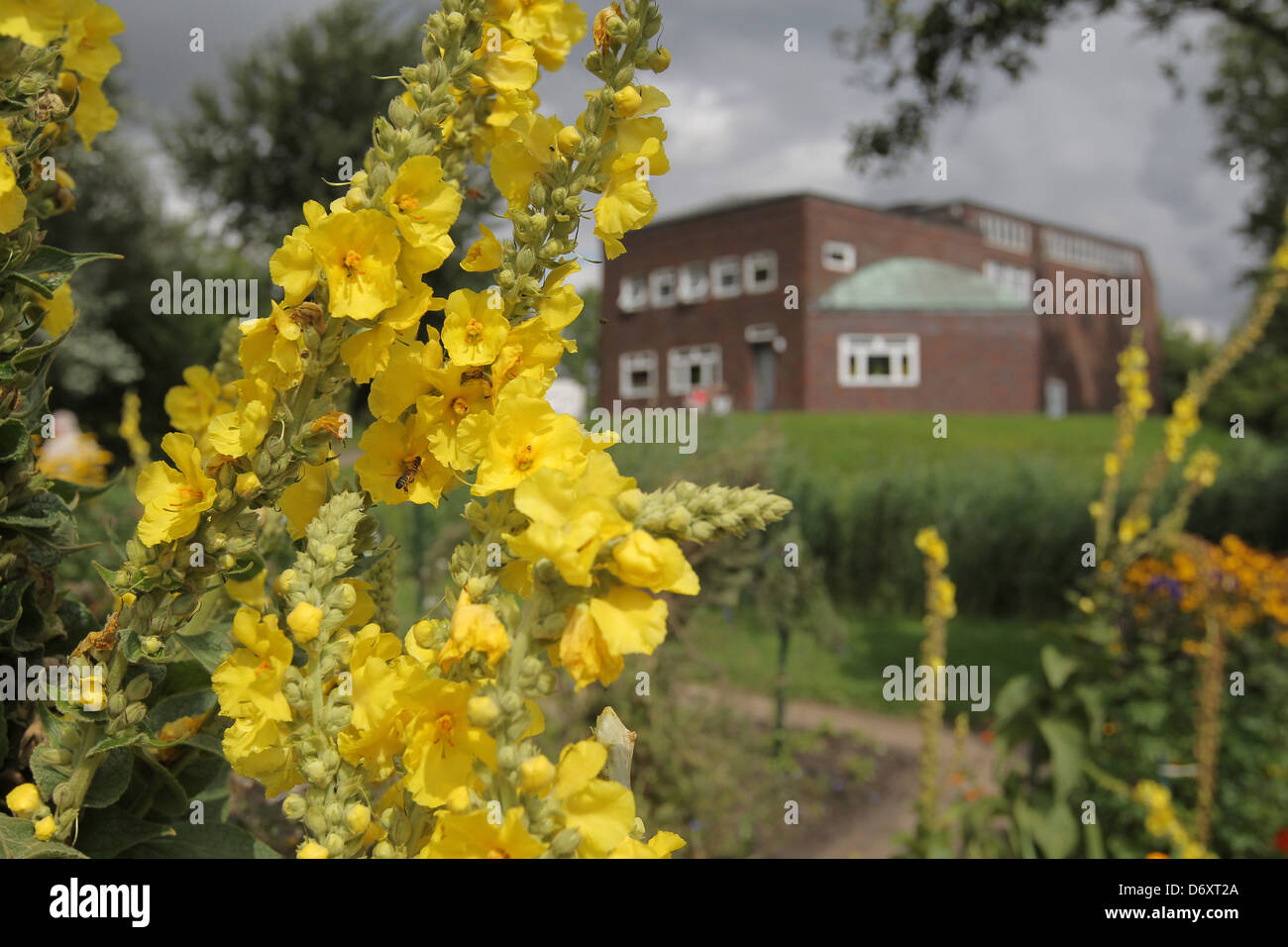 Neukirchen, Germania, hollyhocks in Noldegarten di Ada e Emil Nolde Foundation Foto Stock