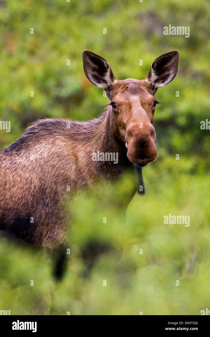 Wild Moose (Alces alces) vicino a Moose Creek, Parco Nazionale di Denali, Alaska, STATI UNITI D'AMERICA Foto Stock