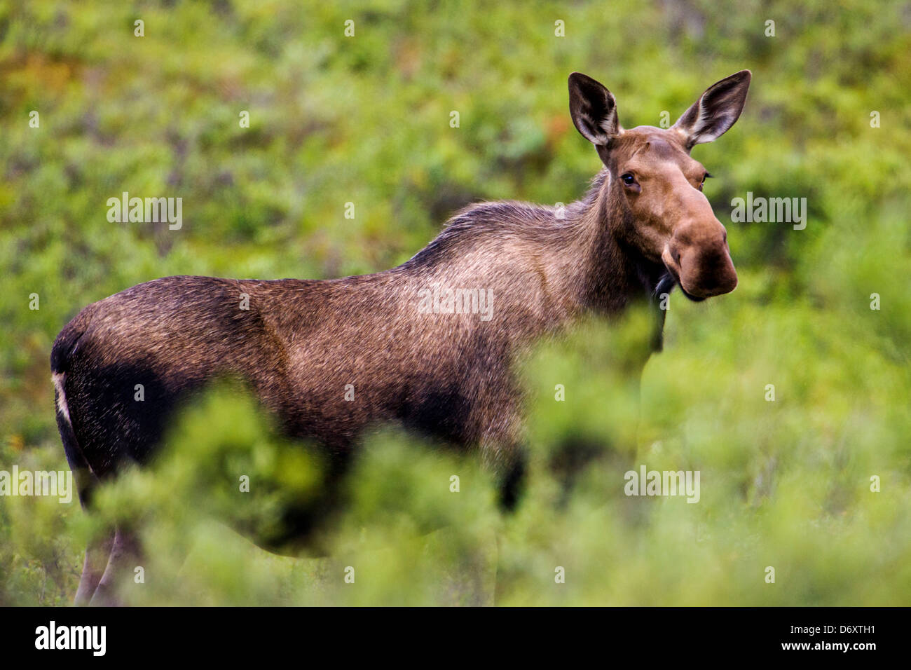 Wild Moose (Alces alces) vicino a Moose Creek, Parco Nazionale di Denali, Alaska, STATI UNITI D'AMERICA Foto Stock