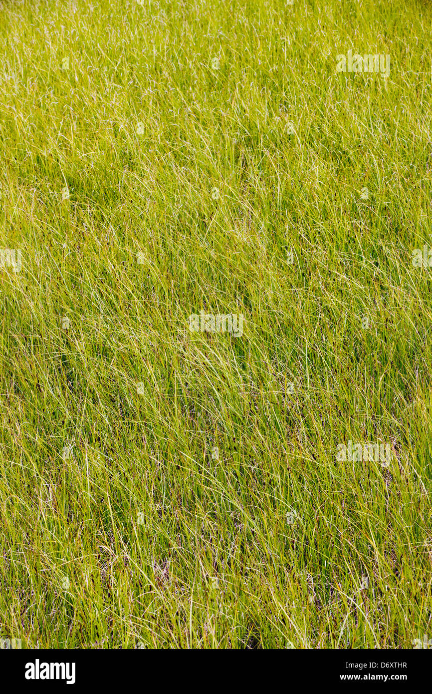 Marsh erba cresce lungo una tundra stagno vicino il fiume Teklanika, Parco Nazionale di Denali, Alaska, STATI UNITI D'AMERICA Foto Stock