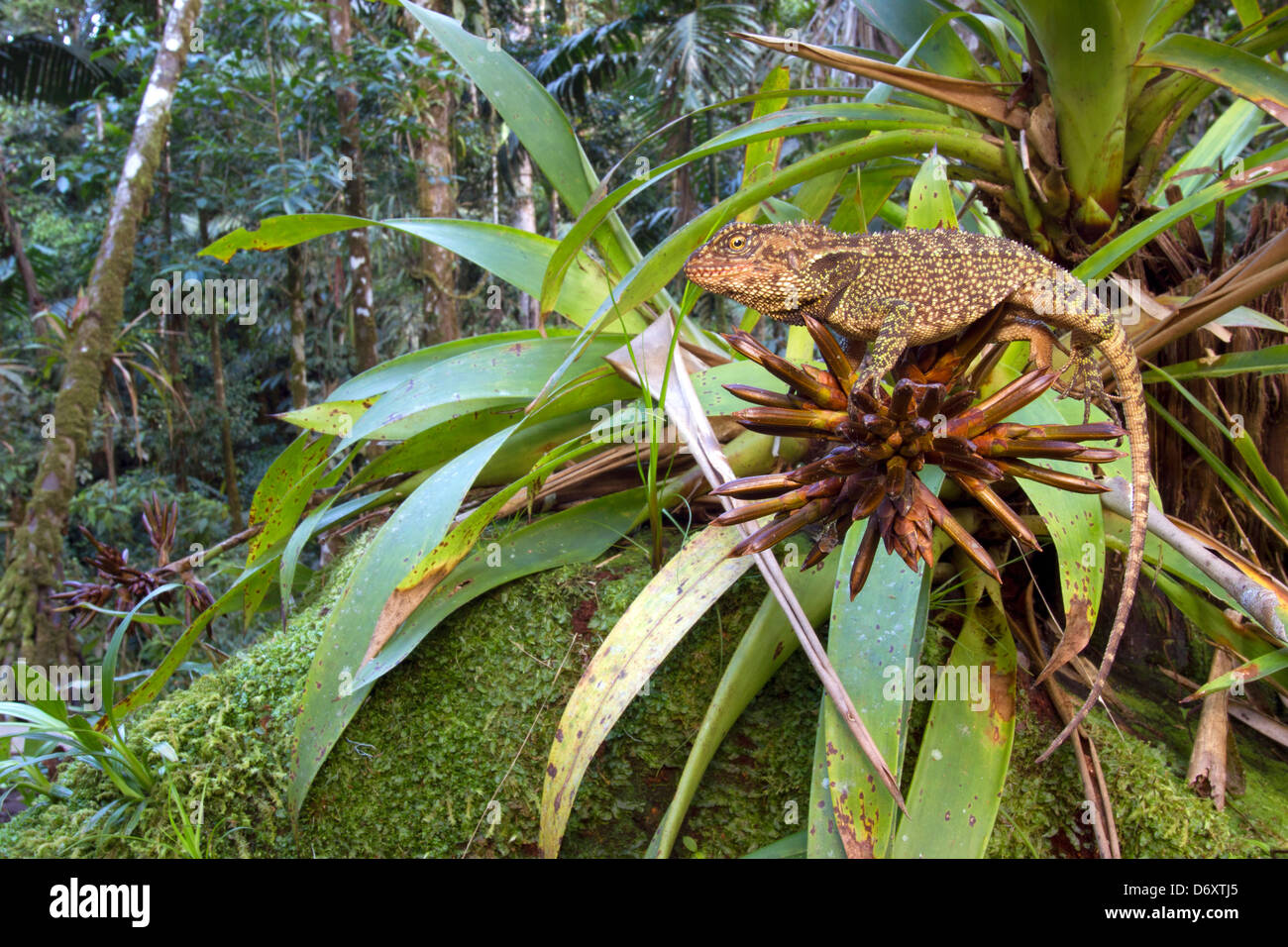 Foresta Amazzonica dragon (Enyalioides laticeps) poggiante su un bromeliad nel sottobosco della foresta pluviale, Ecuador Foto Stock