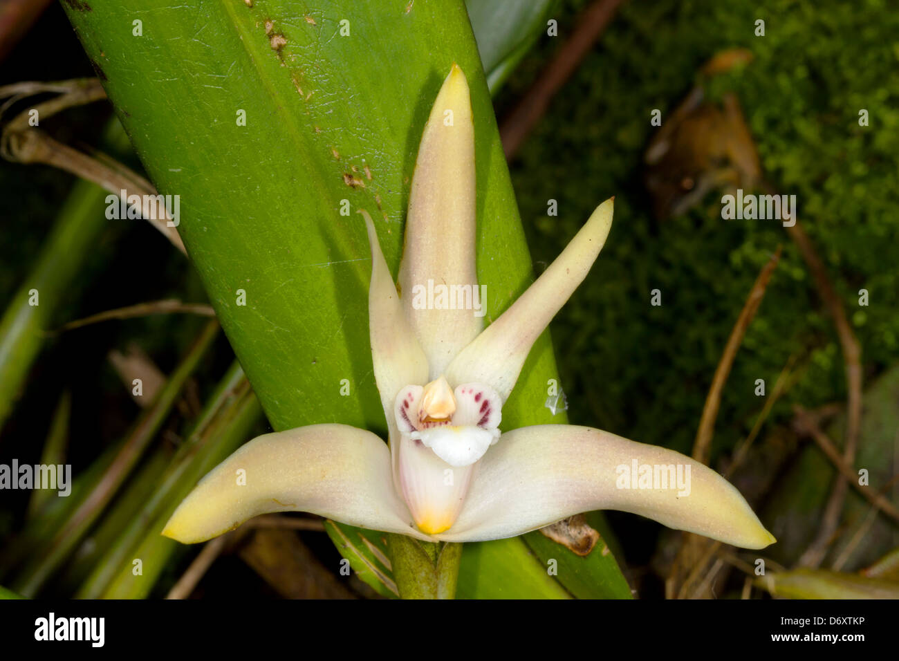 Orchidea (Maxillaria sp.) fiorire nella foresta pluviale, Ecuador Foto Stock