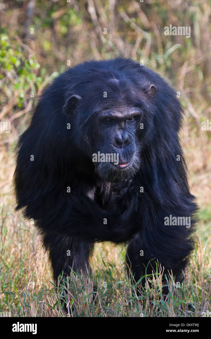 Scimpanzé, Sweetwaters, Samburu, Kenya Foto Stock