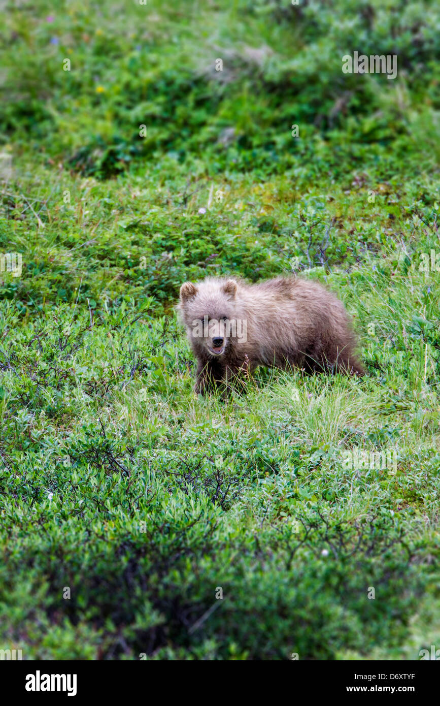 Orso grizzly (Ursus arctos horribilis) cub vicino a Stony Cupola e Autostrada Pass, Parco Nazionale di Denali, Alaska, STATI UNITI D'AMERICA Foto Stock