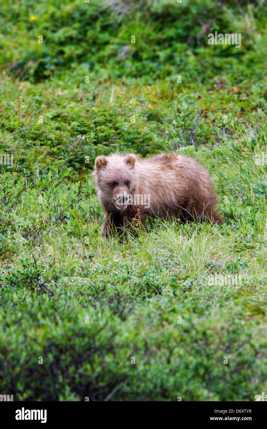 Orso grizzly (Ursus arctos horribilis) cub vicino a Stony Cupola e Autostrada Pass, Parco Nazionale di Denali, Alaska, STATI UNITI D'AMERICA Foto Stock