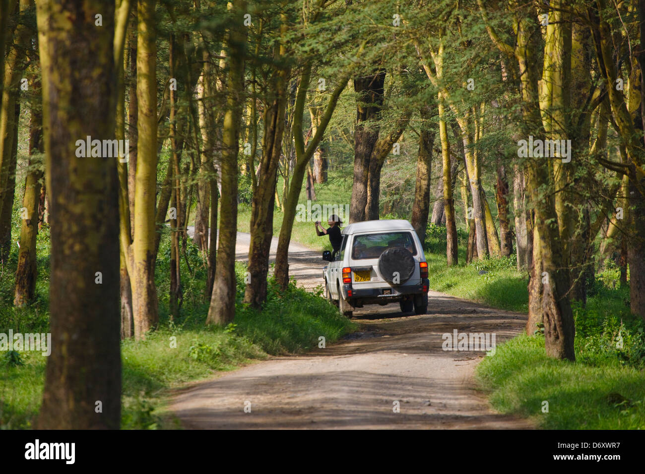 Jeep Safari nella foresta, Nakuru, Kenya Foto Stock