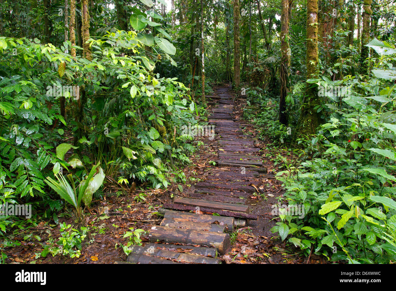 Percorso rustico in esecuzione attraverso la foresta pluviale tropicale in Ecuador Foto Stock