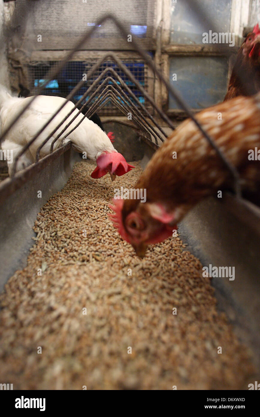 Birkach, Germania, polli nel granaio di mangiatoia Foto Stock