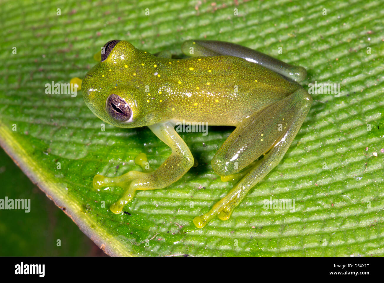 Rana di vetro (Centrolenidae) su una foglia nella foresta pluviale, Ecuador Foto Stock