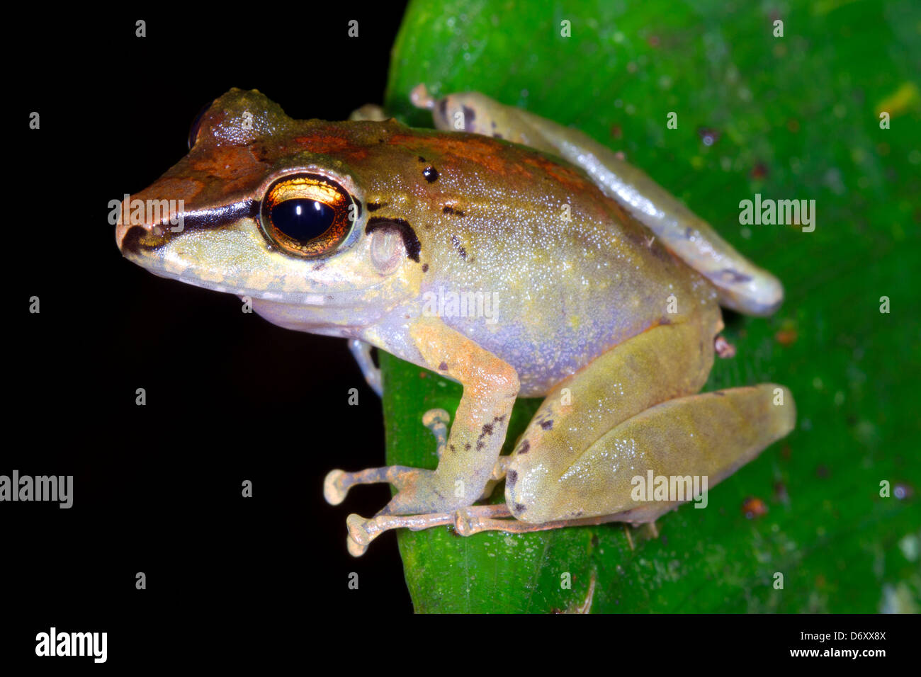 La pioggia non identificato (rana Pristimantis sp.) dall'Amazzonia ecuadoriana Foto Stock