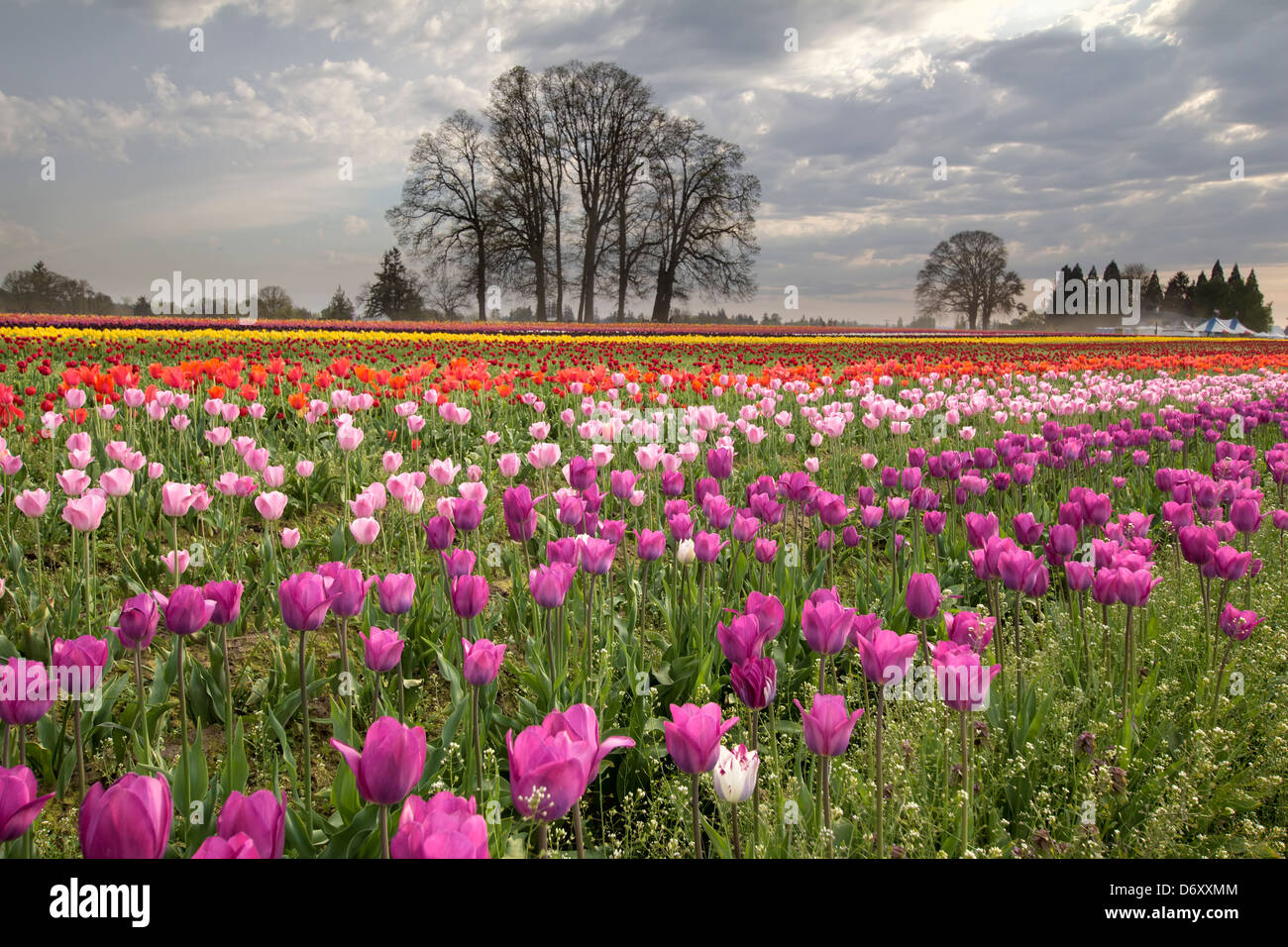 Primavera al Tulip campo di fattoria in Oregon Foto Stock