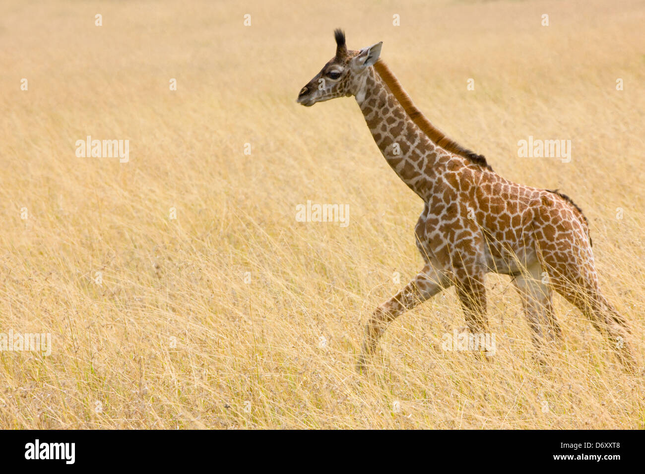 La giraffa, Masai Mara, Kenya Foto Stock