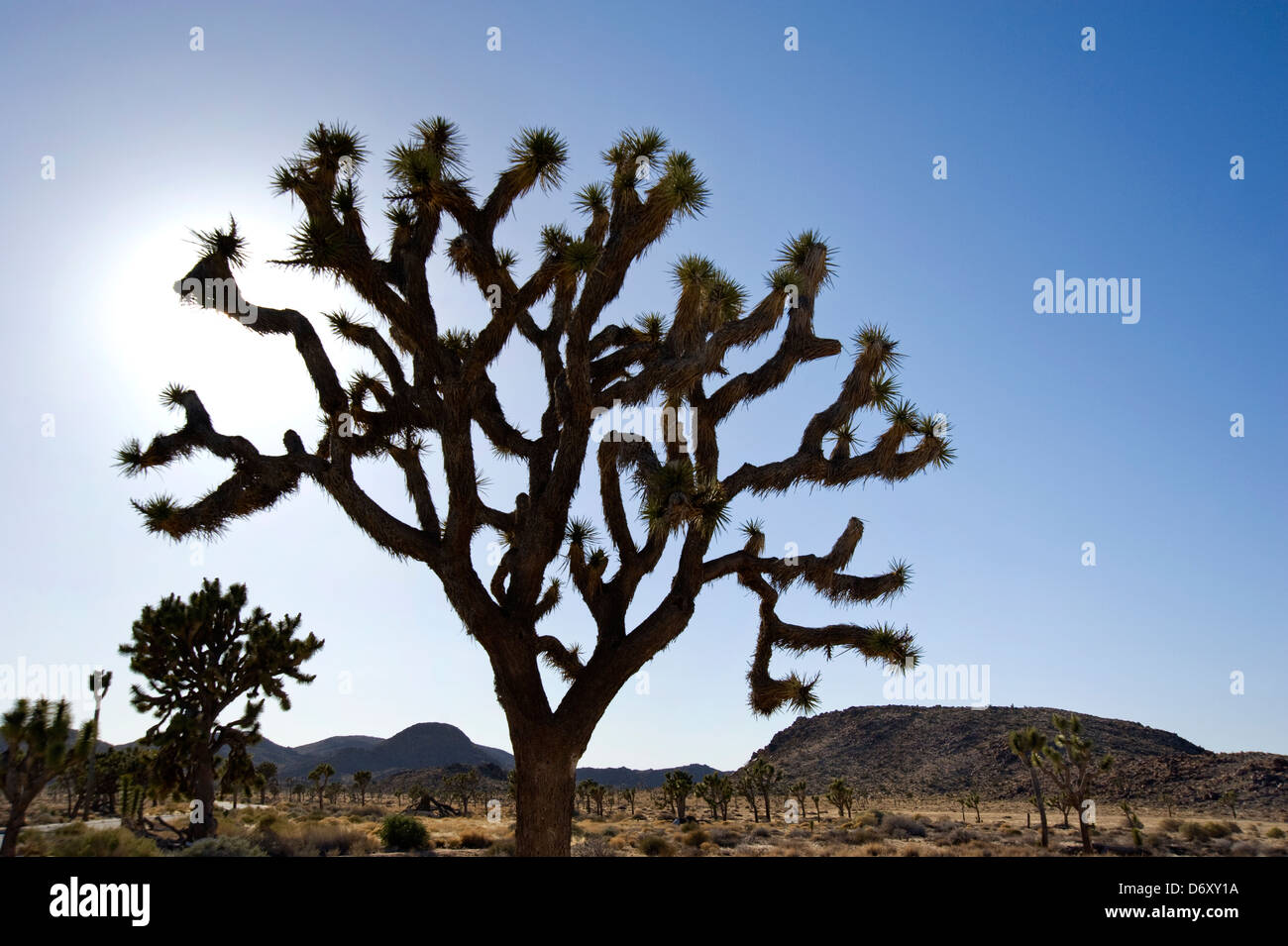 Alta il paesaggio del deserto a Joshua Tree National Park in California Foto Stock