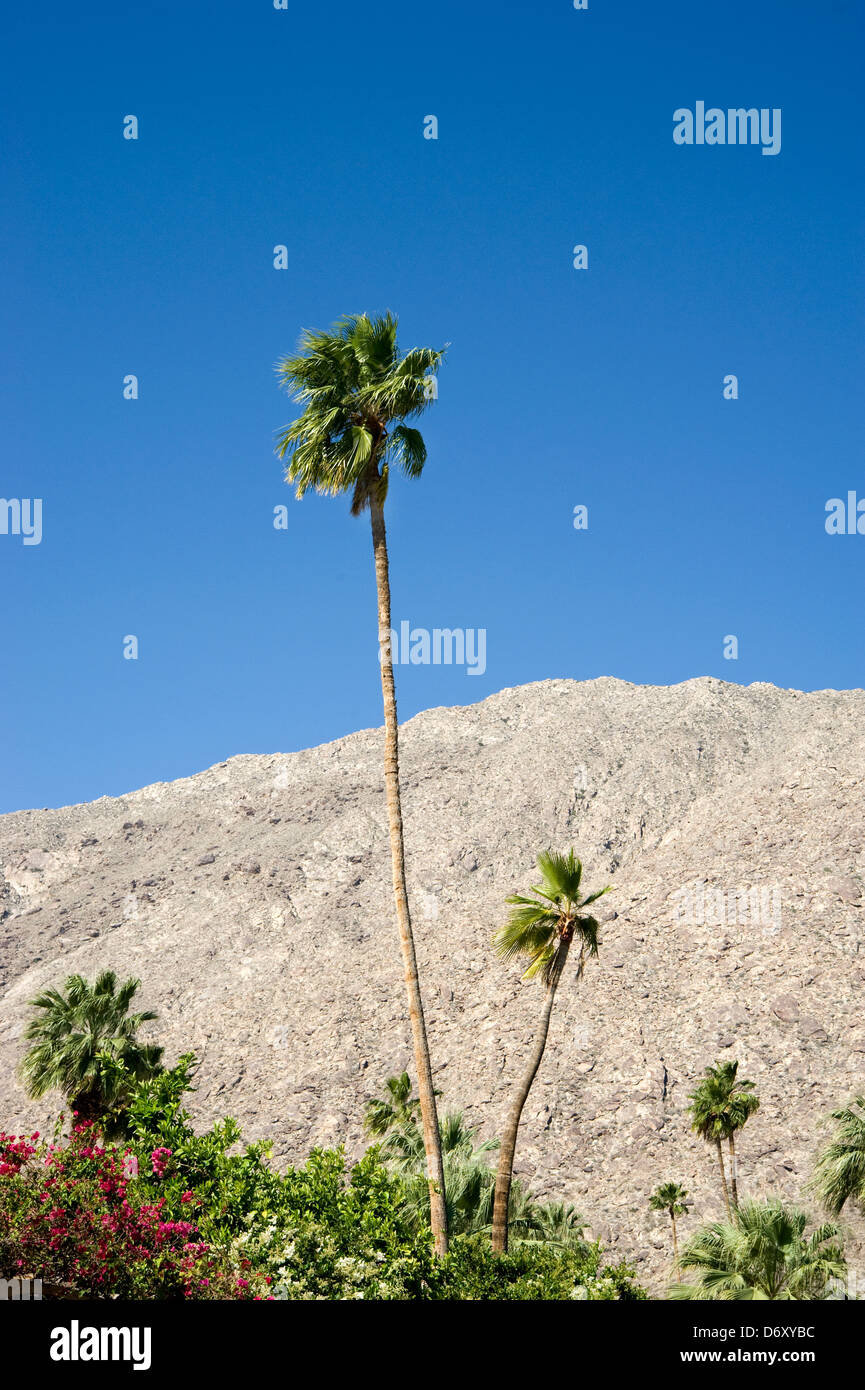 Palme e montagne Foto Stock