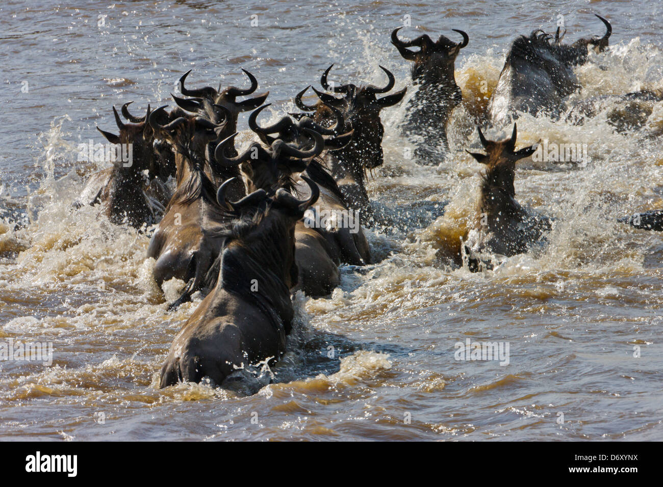 Gnu migrazione, attraversando il fiume Masai, il Masai Mara, Kenya Foto Stock