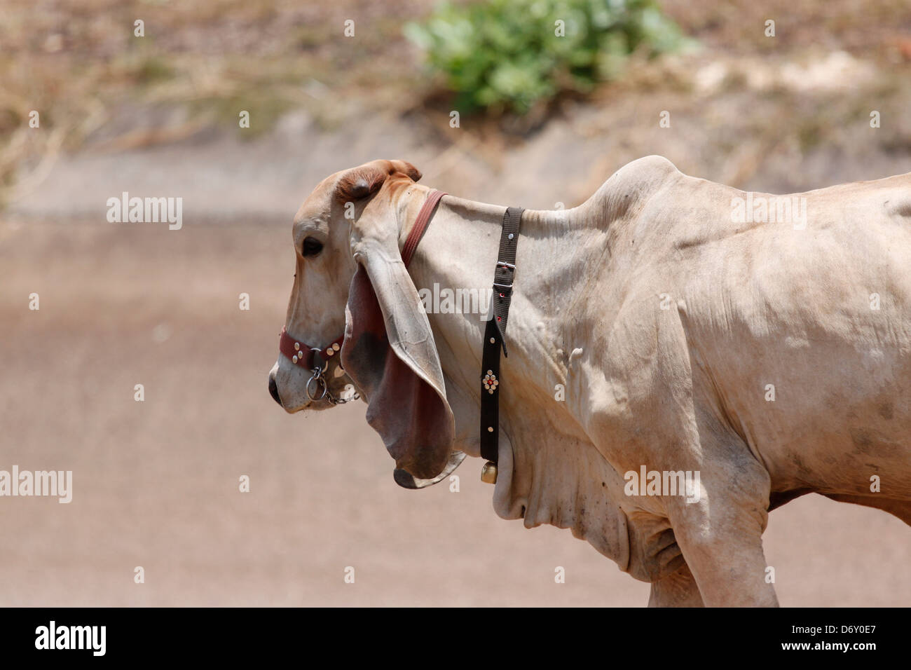 La vacca Bianca si va a piedi a casa,dopo la venuta a pascolare. Foto Stock