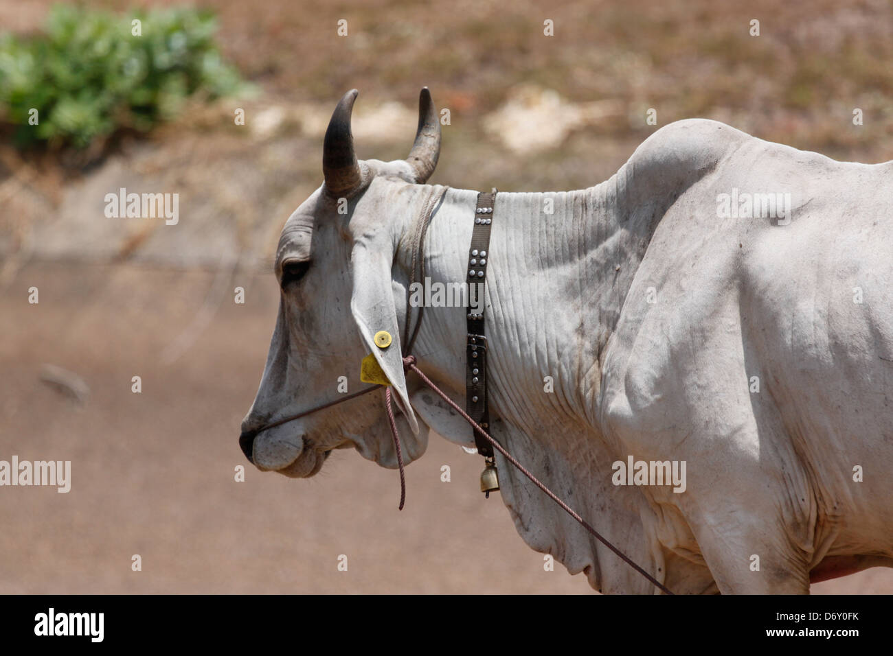 La vacca Bianca si va a piedi a casa,dopo la venuta a pascolare. Foto Stock