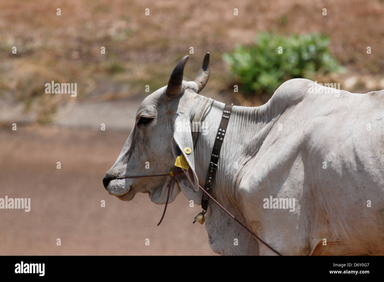 La vacca Bianca si va a piedi a casa,dopo la venuta a pascolare. Foto Stock