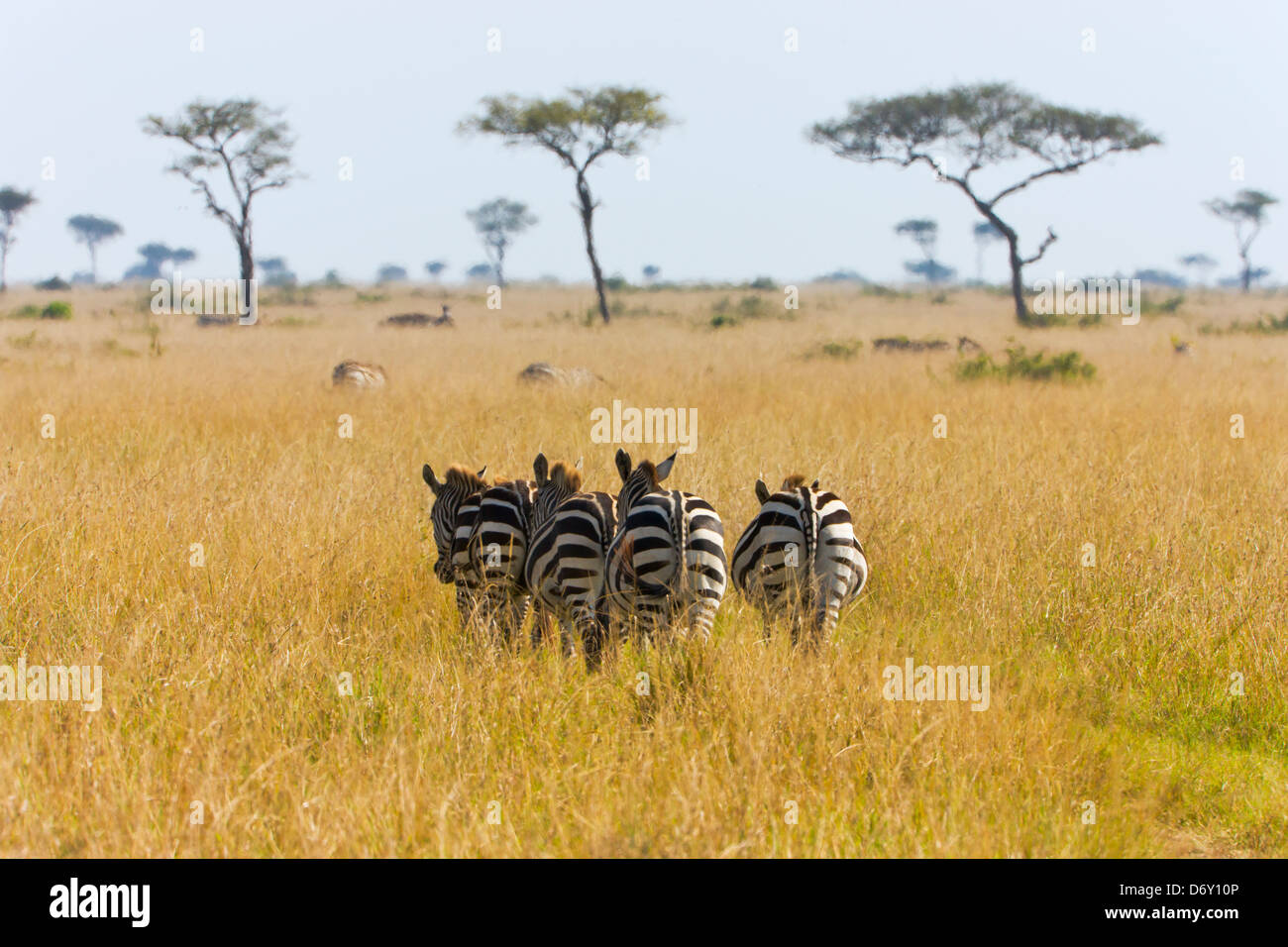 Zebre, il Masai Mara, Kenya Foto Stock