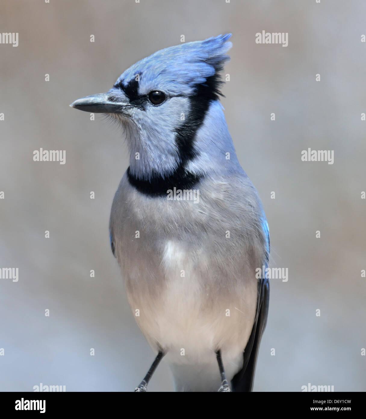 Blue Jay Bird,Close Up Foto Stock