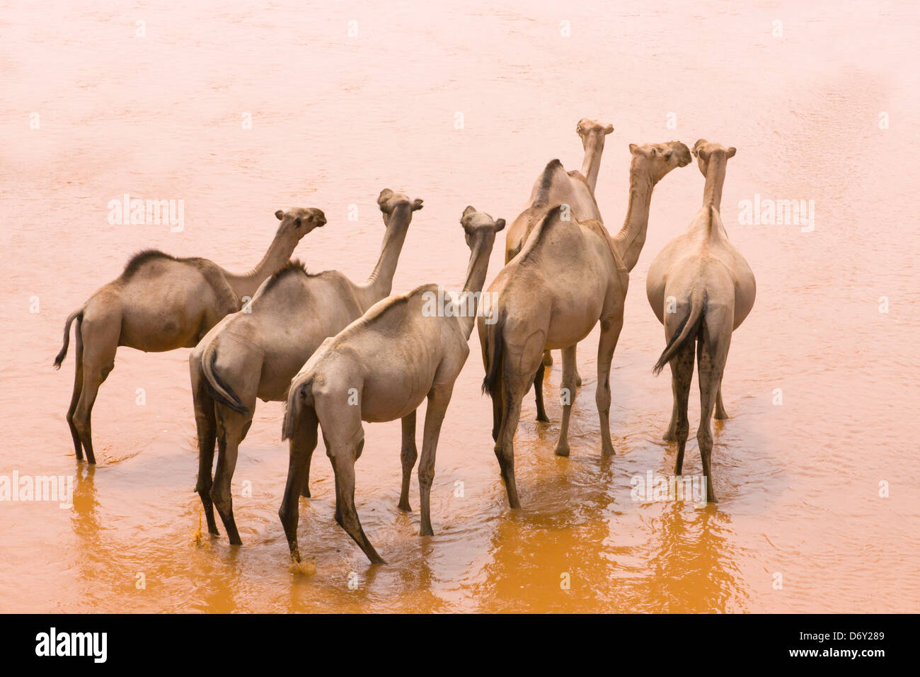 Cammelli in acqua, Kenya Foto Stock