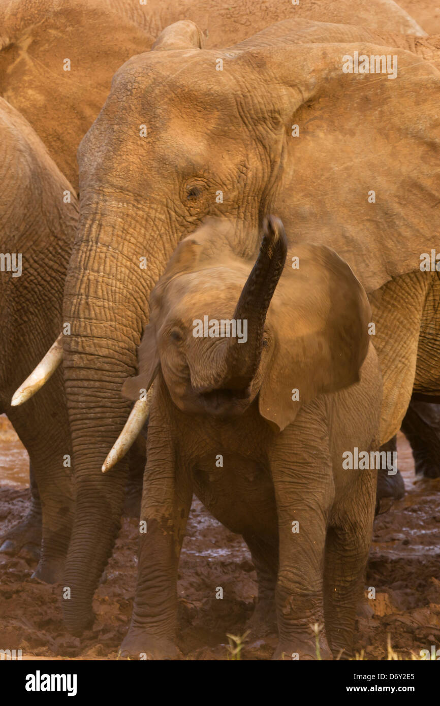 Una mandria di elefanti, Samburu, Kenya Foto Stock