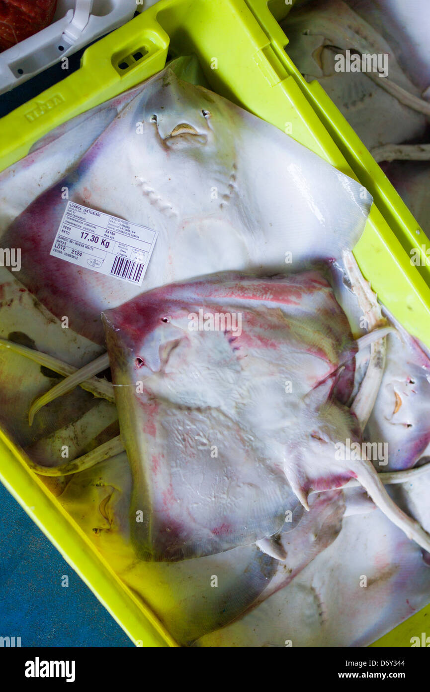 Ray - pesce Rayas - Raja spp.in vendita presso Confederazione dei pescatori Luarca asta del pesce a Puerto Luarca nelle Asturie, Spagna Foto Stock